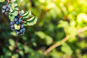 Saskatoon on branch with green leaves. Bunch of juneberry, serviceberry or shadbush grow in garden. Harvesting first harvest on farm.