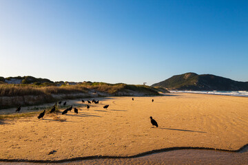 urubus  na   Praia do Santinho Santa Catarina, Brasil, florianopolis