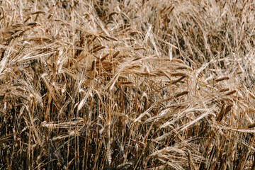 Ripe ears of wheat as background. Ingredient for baking bread, preparation for harvest. Golden field in sunny day