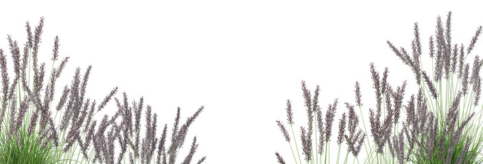 Grass blossoms with white background