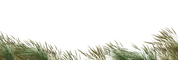 Fototapeta premium Grass blossoms with white background