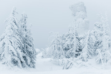 Coniferous forest under cloudy sky. Approach of blizzard in snow. Branches are covered with dense...