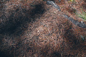 Needles and dry grass in cedar grove. Surface of earth is coniferous forest. Element for ignition, fire hazard