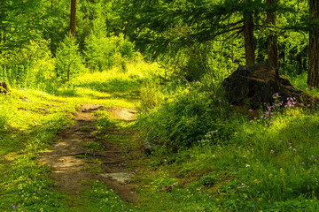 Rural dirt road on summer day. On side of way are green trees and grass. Concept of farm life away from cities and civilization, homecoming.