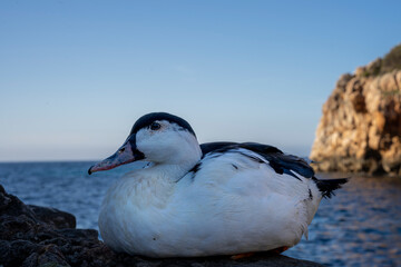 Biało czarna kaczka siedząca na skale.  © Aneta