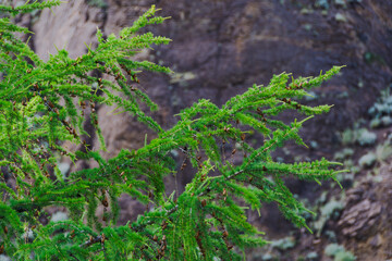 Branches of evergreen larch as background. Harvesting wood in coniferous forest, protecting plants in wild