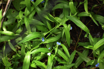 Obraz premium green beans in the garden