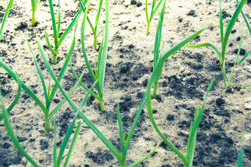 Garlic is grown on bed. Fresh green vegetable leaves on farm. Cultivate for healthy diet. Harvest for vegetarian dishes