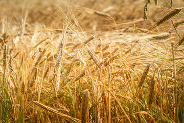 Ripe ears of wheat as background. Ingredient for baking bread, preparation for harvest. Golden field in sunny day