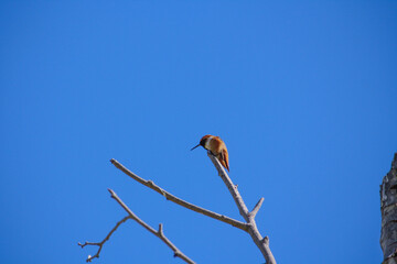 Humming Bird on a tree branch