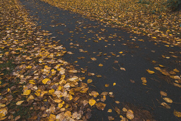 Yellow leaves on sidewalk in city park after rain. Weather gives sadness and melancholy. Seasonal cleaning of city services