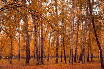 Fototapeta premium Autumn weather in city park. Forest with yellow leaves in gloomy silence. Dark trunks and branches of trees after rain. Land under golden carpet of dry plants.