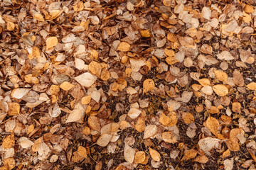 Yellow autumn leaves as background.