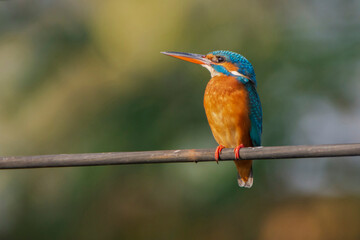 Common Kingfisher perched on electric wire.