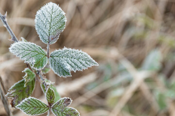Green leaves are covered with frost in early morning. First autumn frosts, cooling with change of season. Risk of crop loss in garden