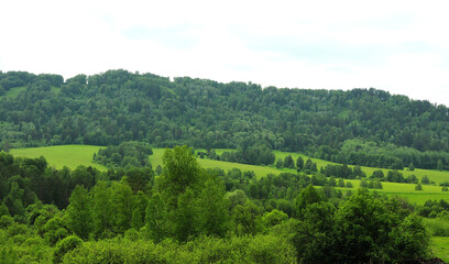 Fototapeta na wymiar High hillside overgrown with mixed forest under a cloudy summer sky.