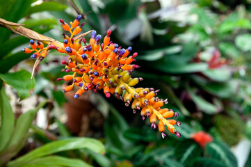 Orange flower in a conservatory