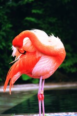 pink flamingo in the zoo