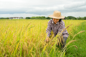 Naklejka na ściany i meble asian woman in checkered shirt and wear hat working in paddy, happy senior farmer is harvesting in rice field