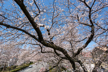 Obraz premium 国立市・大学通りの桜（東京都国立市東）