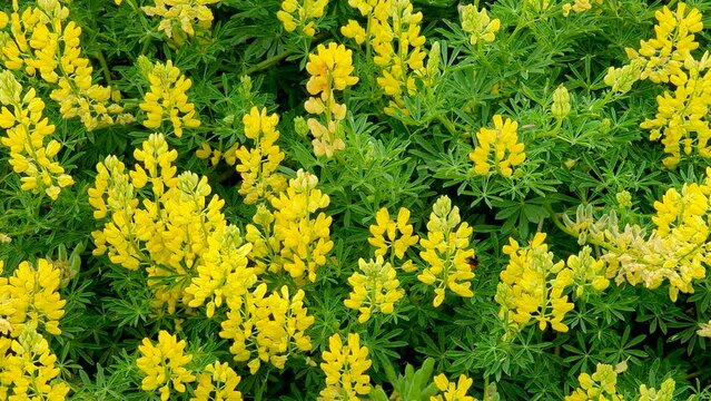 Vibrant Green Sabin's Lupine leafs yellow flowers in full bloom in Summer