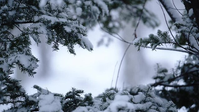 寒い冬の日　森にふる雪