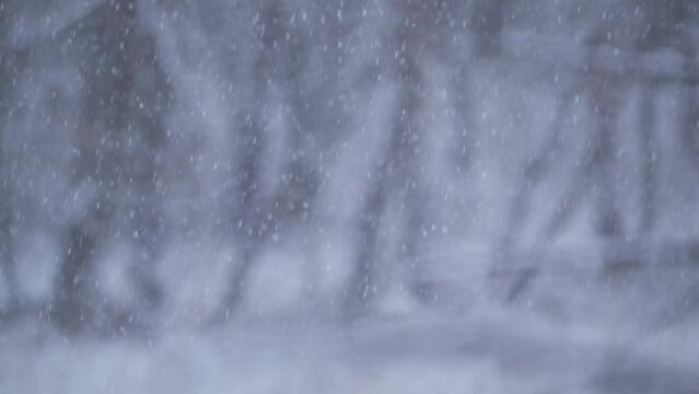 寒い冬の日　森にふる雪