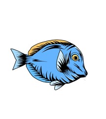 Obraz premium fish isolated on white background