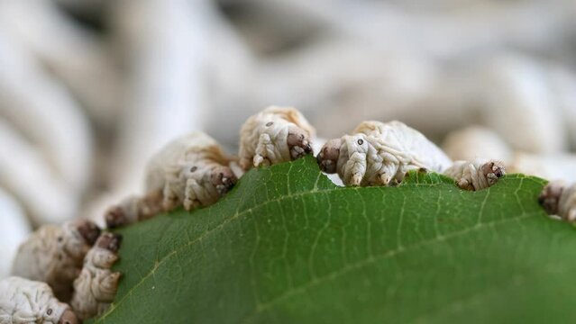 Mature silkworms eat fresh mulberry leaves, close up view, 4k slow motion footage, agriculture concept.