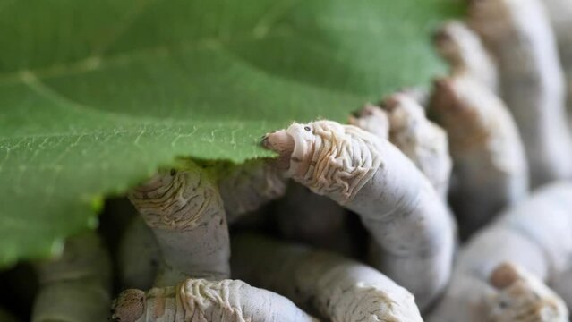 Mature silkworms eat fresh mulberry leaves, close up view, 4k slow motion footage, agriculture concept.