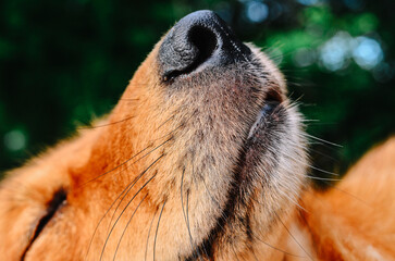 cute brown dog close up