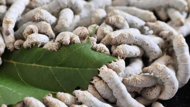 Mature silkworms eat fresh mulberry leaves, close up view, 4k real time footage, agriculture concept.