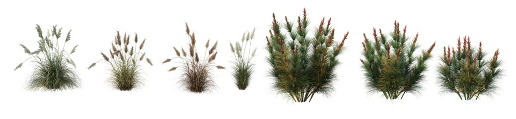 Grass panorama on a white background