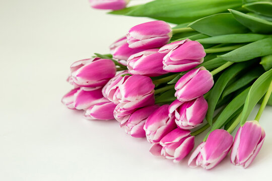 A big bouquet of beautiful pink tulips lies on a white background . copy space