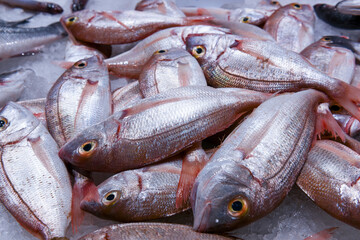 Heap of raw fish lies on cold ice of refrigerator counter of food market. Delicious fresh seafood prepared for sale in supermarket closeup
