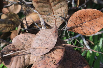 brown dry leaf texture. natural background