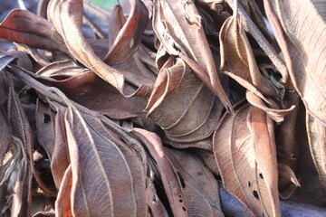 brown dry leaf texture. natural background