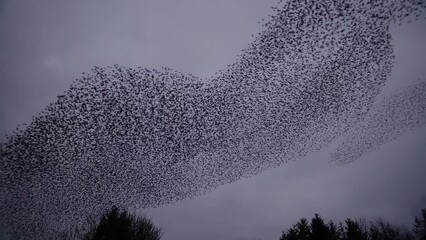 Shapeshifting starling murmurations against a pearlescent evening sky