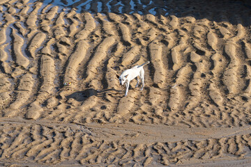 A white dog crosses over the wavy sand on a low tide beach.