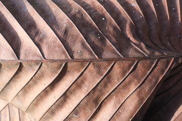 brown dry leaf texture. natural background