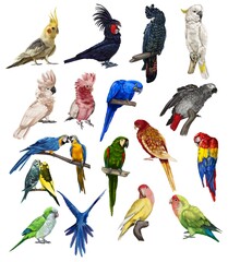 a large set of parrots. Realistic illustration of parrot species. - obrazy, fototapety, plakaty