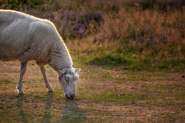 Naklejka na ściany i meble Sheep grazing in a heather meadow during sunset in Rebild National Park, Denmark. One sheep walking and eating grass on a purple blooming field or a pastoral land