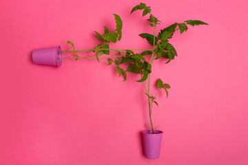 Tomato seedlings in a pink cup on a pink background,