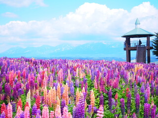 北海道の絶景 フラワーランドかみふらの ルピナス畑