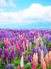 北海道の絶景 フラワーランドかみふらの ルピナス畑