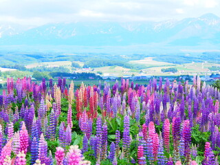北海道の絶景 フラワーランドかみふらの ルピナス畑