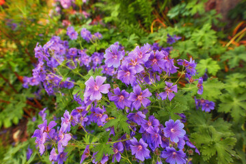 Closeup of a beautiful garden with a Wood Cranes Bill flowers and green leaves background. A blooming crane bill flower in a botanical garden. A blossom crane bill flower in the midday sun