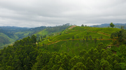 Aerial view of Tea plantation on top of mountain. Tea estate landscape, Sri Lanka.