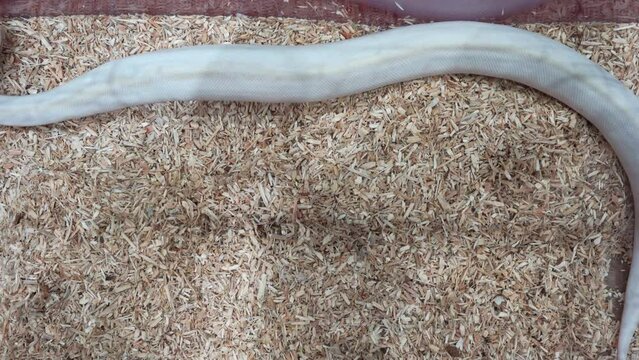 Ball python was slithering in the glass cabinet, waiting to be sold. It's a popular pet in Thailand.