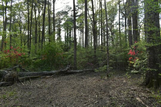 Trail by Pelahatchie bay Brandon Mississippi